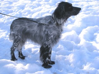 Hunting Spaniel for a walk in winter