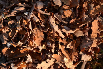 Trockenes Herbstlaub auf Waldboden