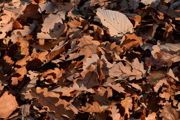 Trockenes Herbstlaub auf Waldboden
