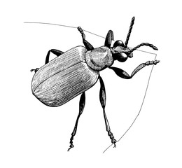 beetle on a leaf ink hand drawn vintage illustration