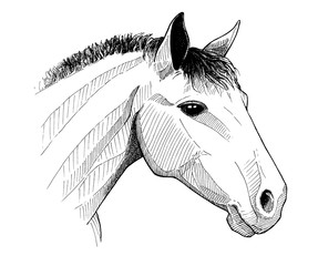 horse head, ink vintage hand drawn illustration © dmitry375