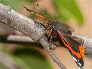 Schmetterling