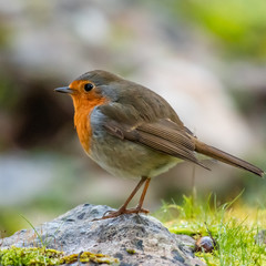 Wild Robins