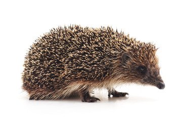 One hedgehog isolated.