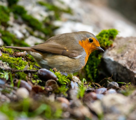 Wild Robins