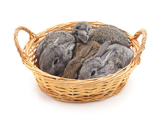 Little bunnies in a basket.