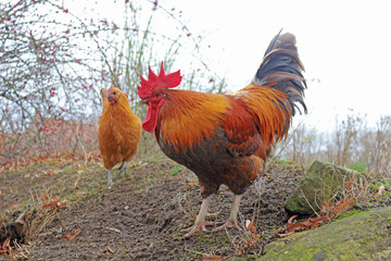 beautiful rooster and hen picking in a garden