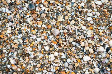 Seashells on beach in Punta Umbria, Spain