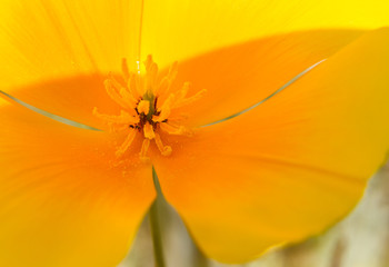 A close-up of a yellow Mexican Poppy