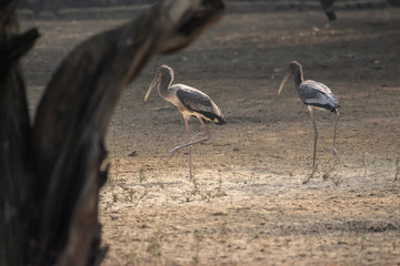 Juvenile Painted stork