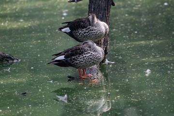 ducks in water
