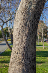 Fototapeta na wymiar Tree trunk and bark