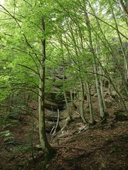 Parco delle foreste casentinesi