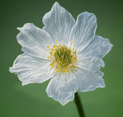 freigestellte luftige Blume
