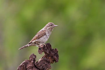 Picchio torcicollo (Jinx torquilla)