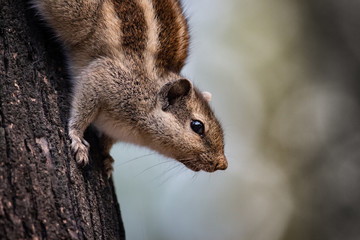 Indian Palm Squirrel