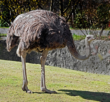 African ostrich. Latin name - Struthio camelus