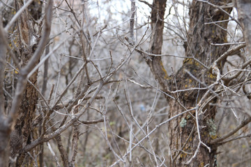 trees in the woods, texture, layers of trees