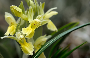 orchidee