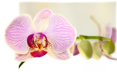 Fototapeta na wymiar Orchideen Blüte