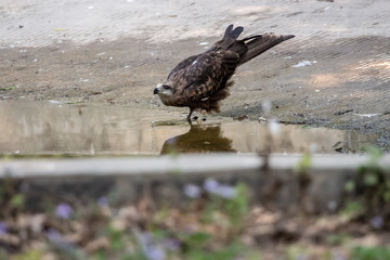 Black Kites