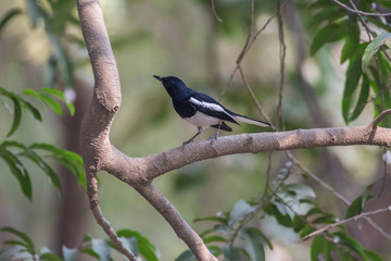 Birding