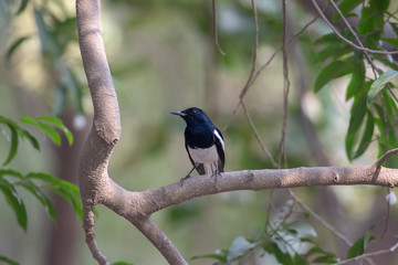 Birding