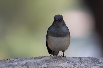 Birding