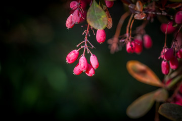 Volcanoes of Timanfaya National Park, Lanzarote, Canary Islands. Volcano, marsian surface