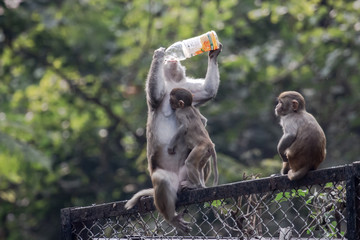 Monkey having maza