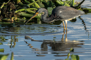 Heron on hunt