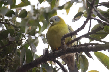 Yellow footed Green Pigeon 