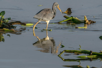 Heron on hunt