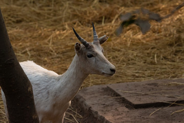 White Deer