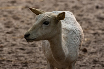 White Deer