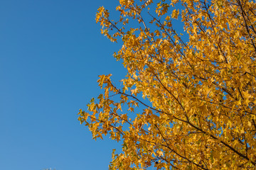 Yellow tree and leaves in autumn