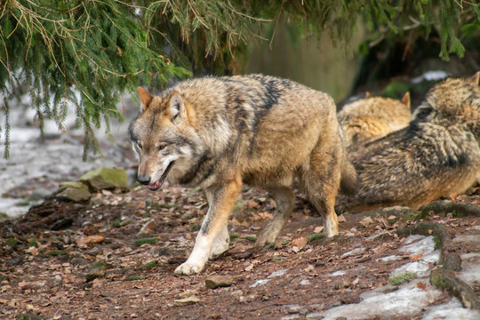 Wolves in the zoo in autumn or winter