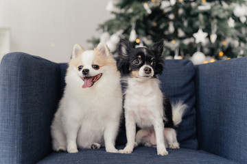 Two dogs spitz and chihuahua on a blue armchair