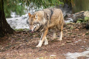 Naklejka na ściany i meble Wolves in the zoo in autumn or winter