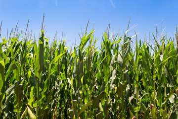 corn plantation in the summer of the Argentine countryside