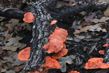 Close up of orange mushrooms on a fallen tree branch amidst brown leaves