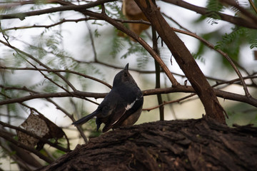 Indian Robin