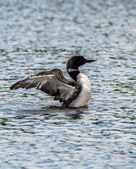 Common loon, state bird of Minnesota swimming in the waters of Nelson lake in Hayward, WI