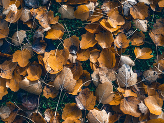 yellow leaves on the ground in autumn