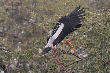 Stork
