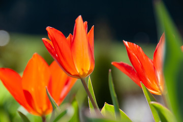 Tulpen Aus Amsterdam Photos Royalty Free Images Graphics Vectors Videos Adobe Stock