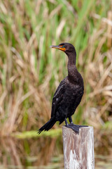 A single slick black Cormorant perches high above the wetlands