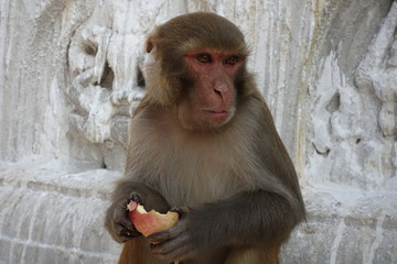 Monkey with Apple