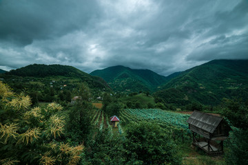 Green mountains landscape and vineyard in Georgia