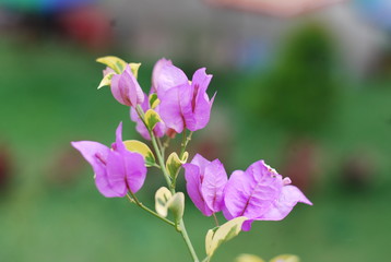 Fototapeta premium Flower